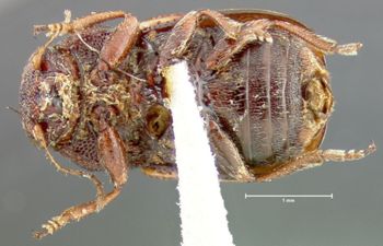 Media type: image;   Entomology 24941 Aspect: habitus ventral view